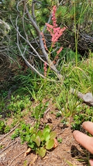 Rumex arifolius