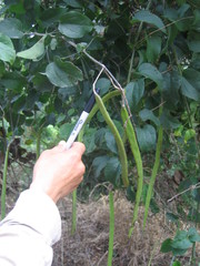 Bignonia aequinoctialis