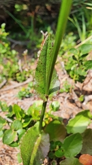 Rumex arifolius
