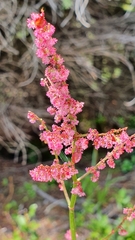 Rumex arifolius