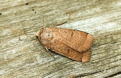 Abagrotis cupida