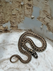 Thamnophis scaliger