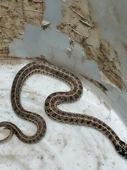 Thamnophis scaliger