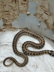 Thamnophis scaliger