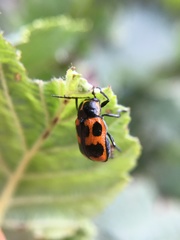 Cryptocephalus quinquepunctatus