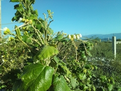 Helicteres semitriloba