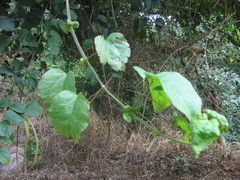 Bignonia aequinoctialis