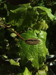 Helicteres semitriloba