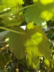 Helicteres semitriloba