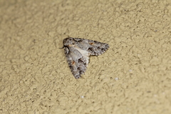 Acronicta albarufa exempta