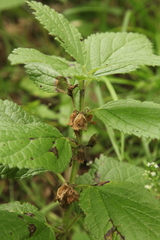 Melittis melissophyllum