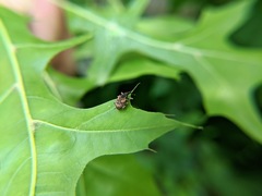 Conotrachelus anaglypticus