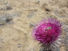 Cirsium occidentale occidentale
