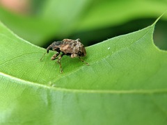 Conotrachelus anaglypticus