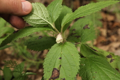 Melittis melissophyllum