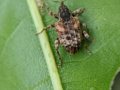 Conotrachelus anaglypticus
