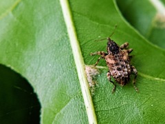 Conotrachelus anaglypticus