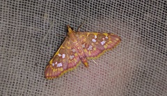 Ischnurges gratiosalis