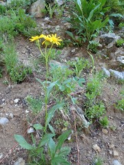 Senecio crassulus