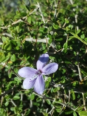 Oplonia