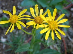 Senecio crassulus
