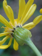 Senecio crassulus