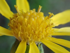 Senecio crassulus
