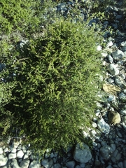 Oplonia
