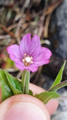 Epilobium alsinifolium