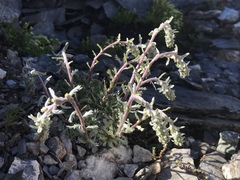 Artemisia genipi