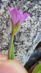 Epilobium alsinifolium