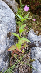 Epilobium alsinifolium
