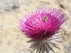 Cirsium occidentale occidentale