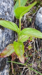 Epilobium alsinifolium