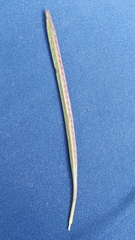 Epilobium alsinifolium