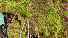 Dicranodontium denudatum