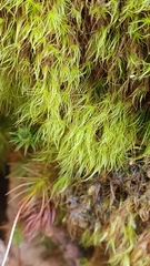 Dicranodontium denudatum