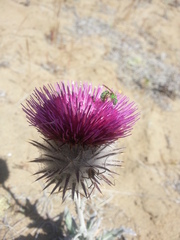 Cirsium occidentale occidentale