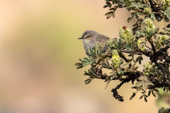 Prinia hypoxantha