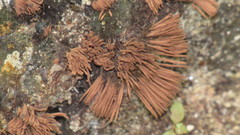 Stemonitis axifera