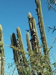 Mellisuga minima