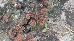 Stemonitis axifera