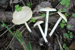 Melanoleuca strictipes