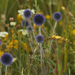 Echinops tataricus