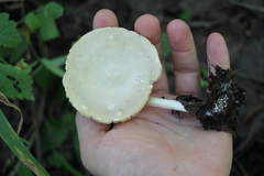 Melanoleuca strictipes