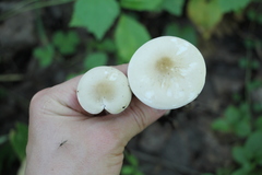 Melanoleuca strictipes