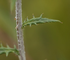 Echinops tataricus