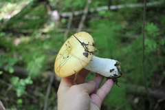 Russula intermedia