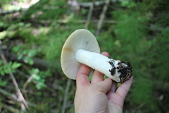 Russula intermedia