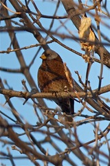 Leucosticte tephrocotis littoralis